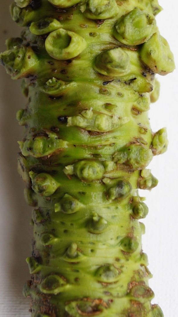 Wasabi Farm Poland > Świeże kłącza wasabi cena za kg